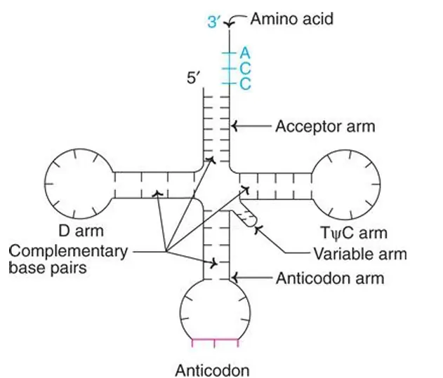 transfer RNA